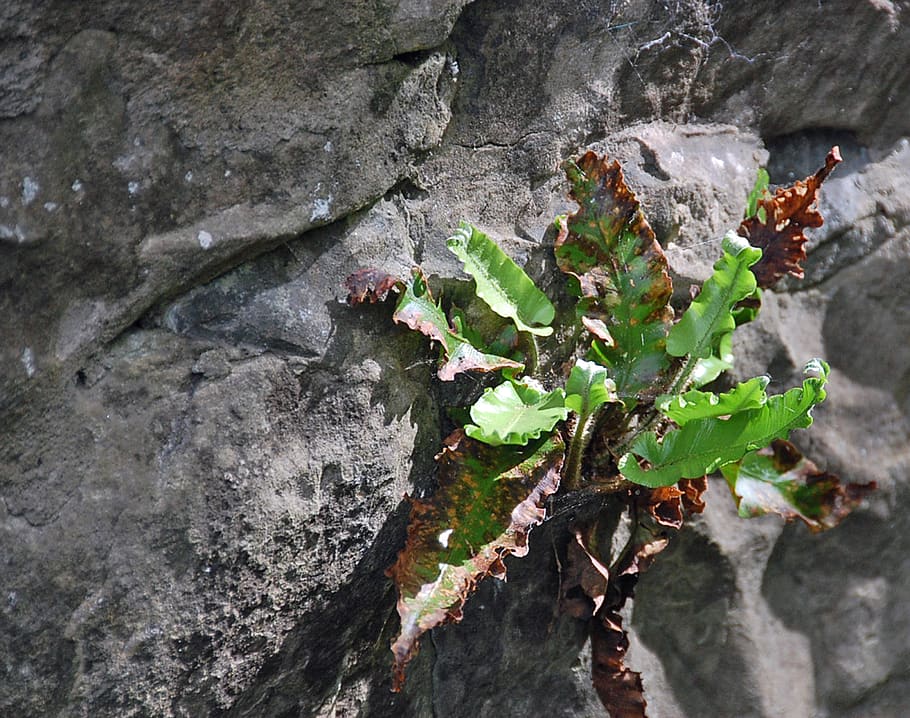 fern, wall, green, leaf, plant part, growth, day, nature, rock HD wallpaper