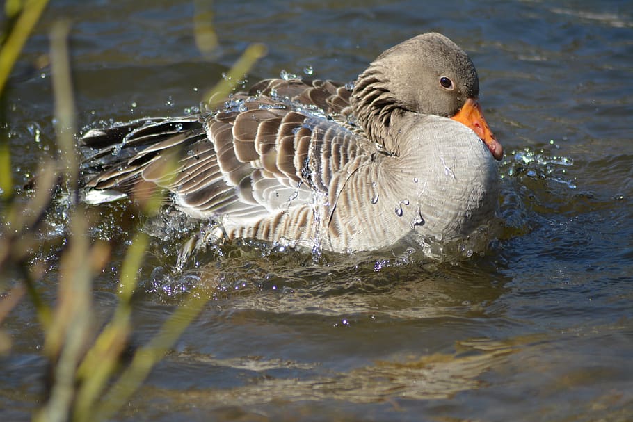 goose, feather, bad, plumage, wildlife, swimming, waterfowl HD wallpaper