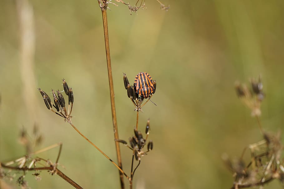 strip bug, insect, striped, nature, plant, growth, focus on foreground HD wallpaper