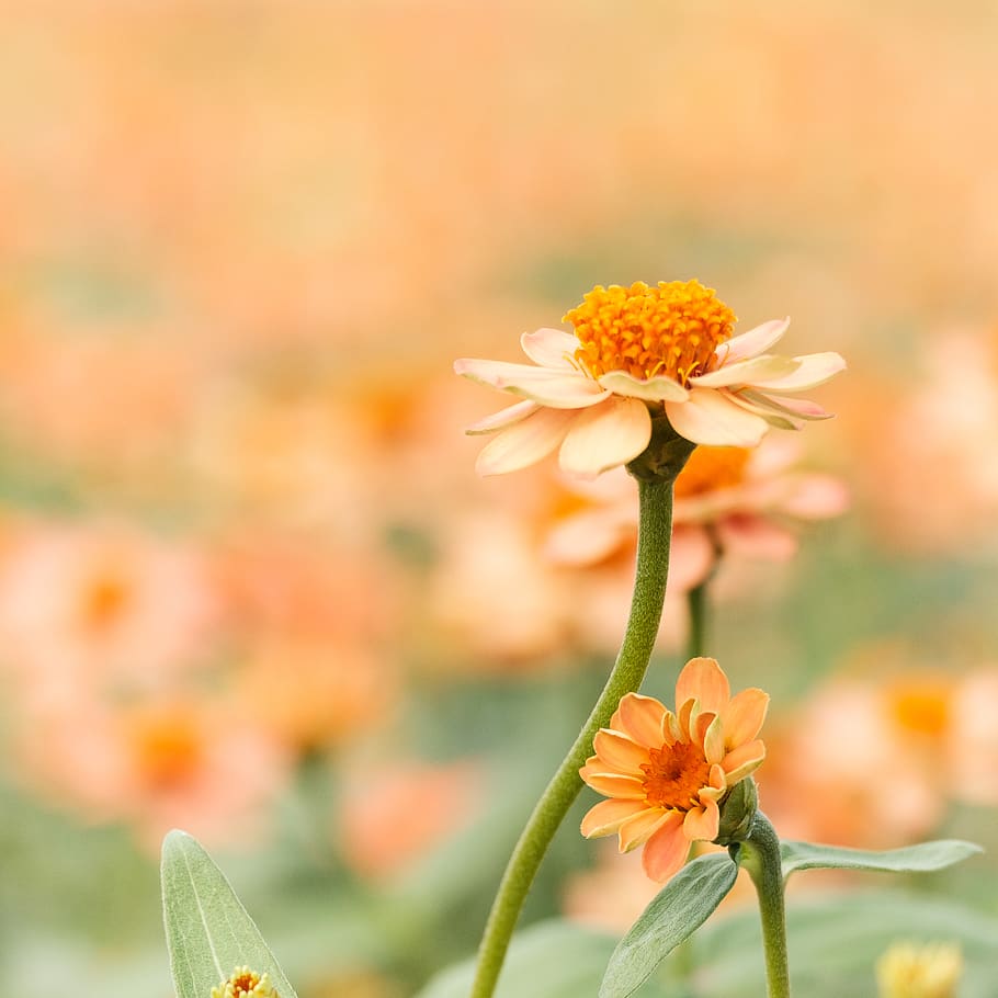 Shallow Focus Photography of White Daisy, background, beautiful HD wallpaper