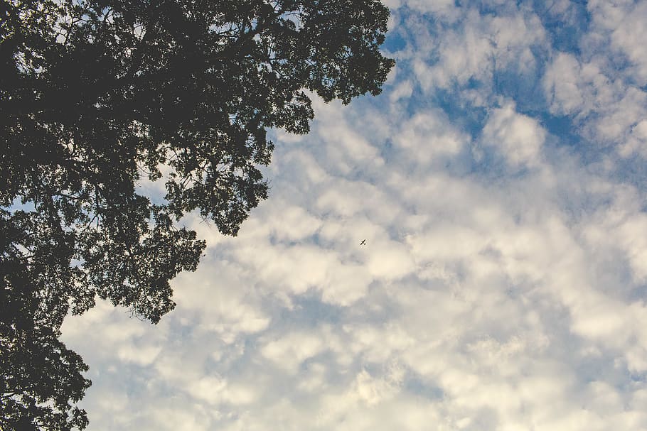 plane, clouds, tree, looking up, airplane, sky, cloud - sky HD wallpaper