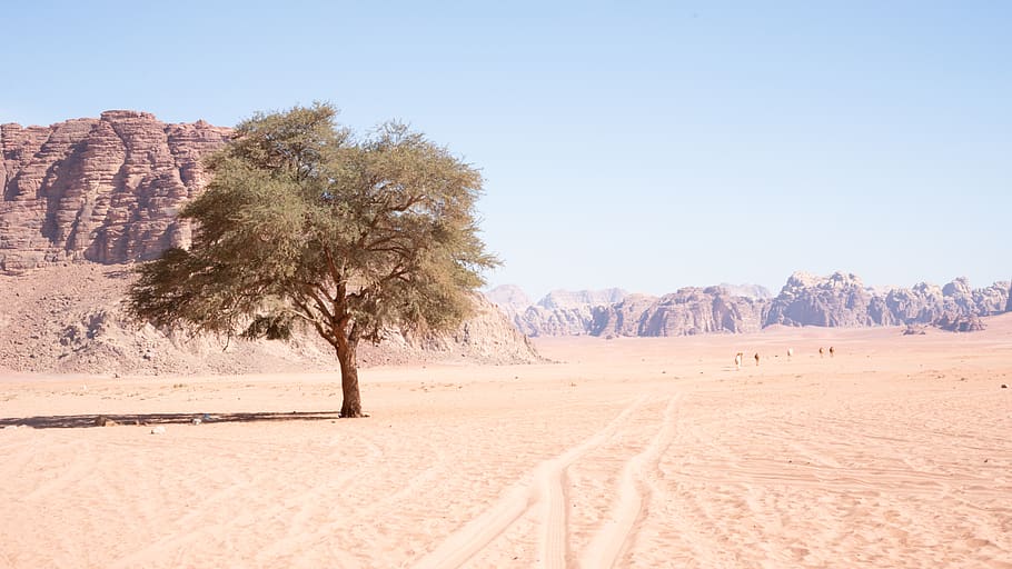 soil, nature, desert, outdoors, sand, ground, tree, dune, wadi rum