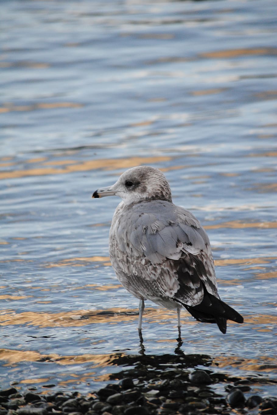 seagull, bird, wildlife, animals in the wild, animal themes HD wallpaper