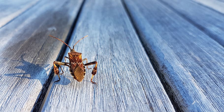 american pine bug, beetle, insect, animal, nature, close up HD wallpaper