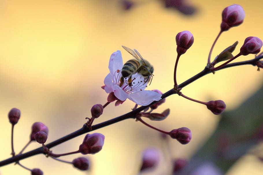 bee, blossom, bloom, pollen, cherry, spring, nectar, marko HD wallpaper