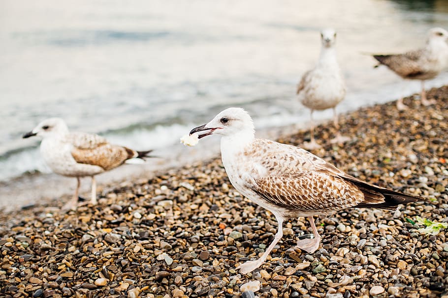 yalta, summer, coast, surf, gull, seagull, bird, waves, water HD wallpaper