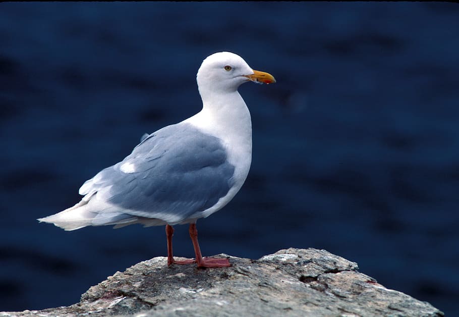 seagull, glaucous, bird, animal, nature, wild, animal themes HD wallpaper