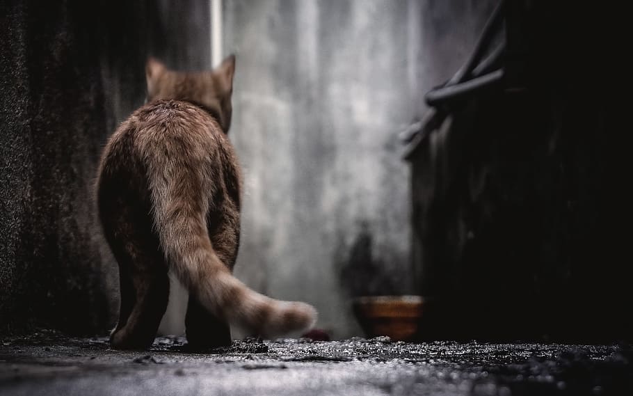 selective focus photography of orange tabby cat, feline, tail, HD wallpaper