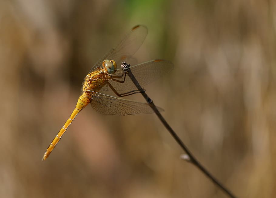 dragonfly, brown, insecta, rest, wings, invertebrate, animal themes HD wallpaper