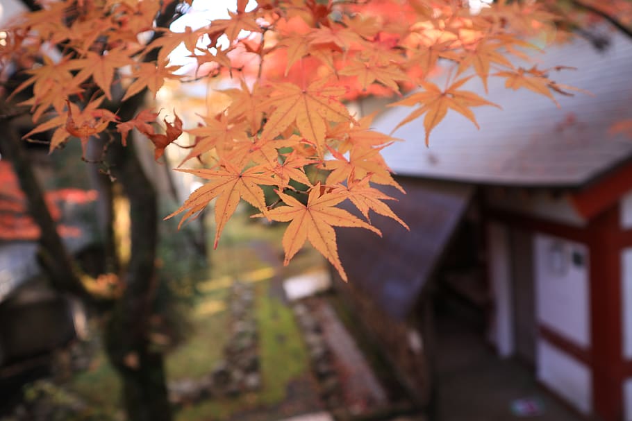 autumn, japan, change, plant part, leaf, focus on foreground HD wallpaper