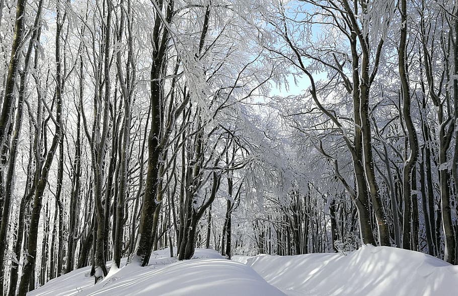 snow, winter, tree, wood, season, cold temperature, plant, land HD wallpaper