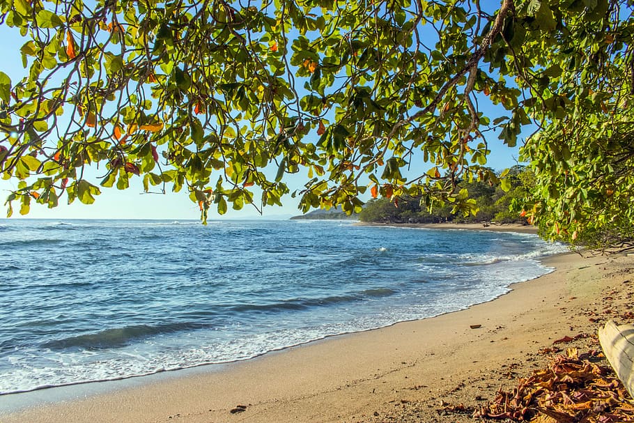 Trees Near Seashore during Golden Hour, beach, coast, daytime HD wallpaper