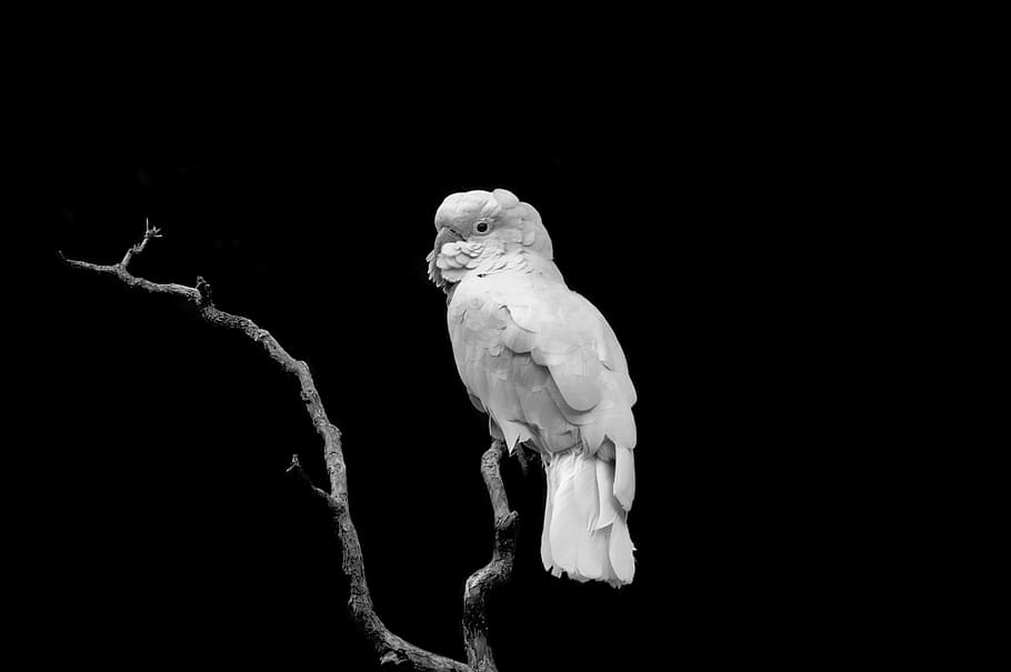 Bird Perching On The Tree, animal, avian, black and white, black-and-white