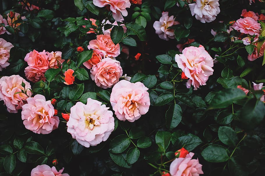 pink rose flower, flowering plant, fragility, beauty in nature HD wallpaper