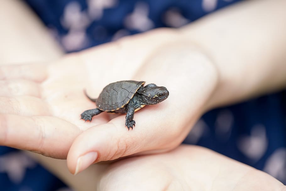 tortoise, bug, little turtle, hands, animal, human body part HD wallpaper