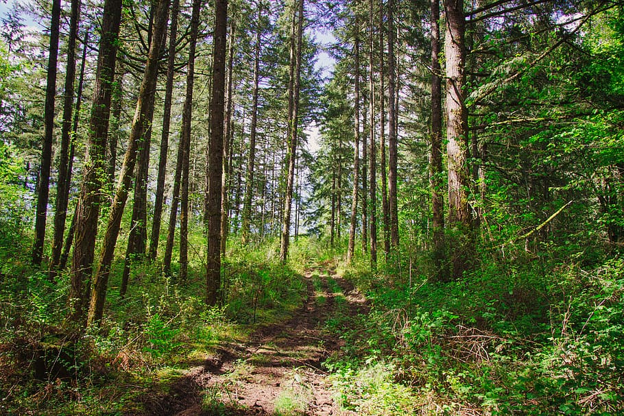 trees on forest during daytime, land, plant, woodland, tranquility HD wallpaper