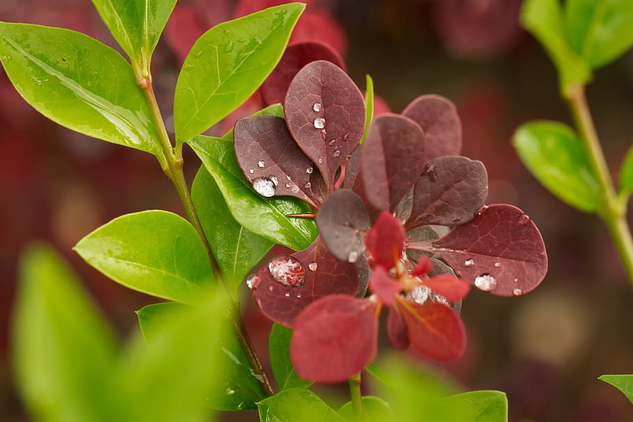 leaf, plant part, growth, close-up, nature, day, beauty in nature HD wallpaper