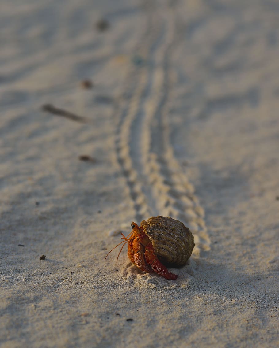 brown hermit crab, track, trail, animal, shell, beach, trace, HD wallpaper