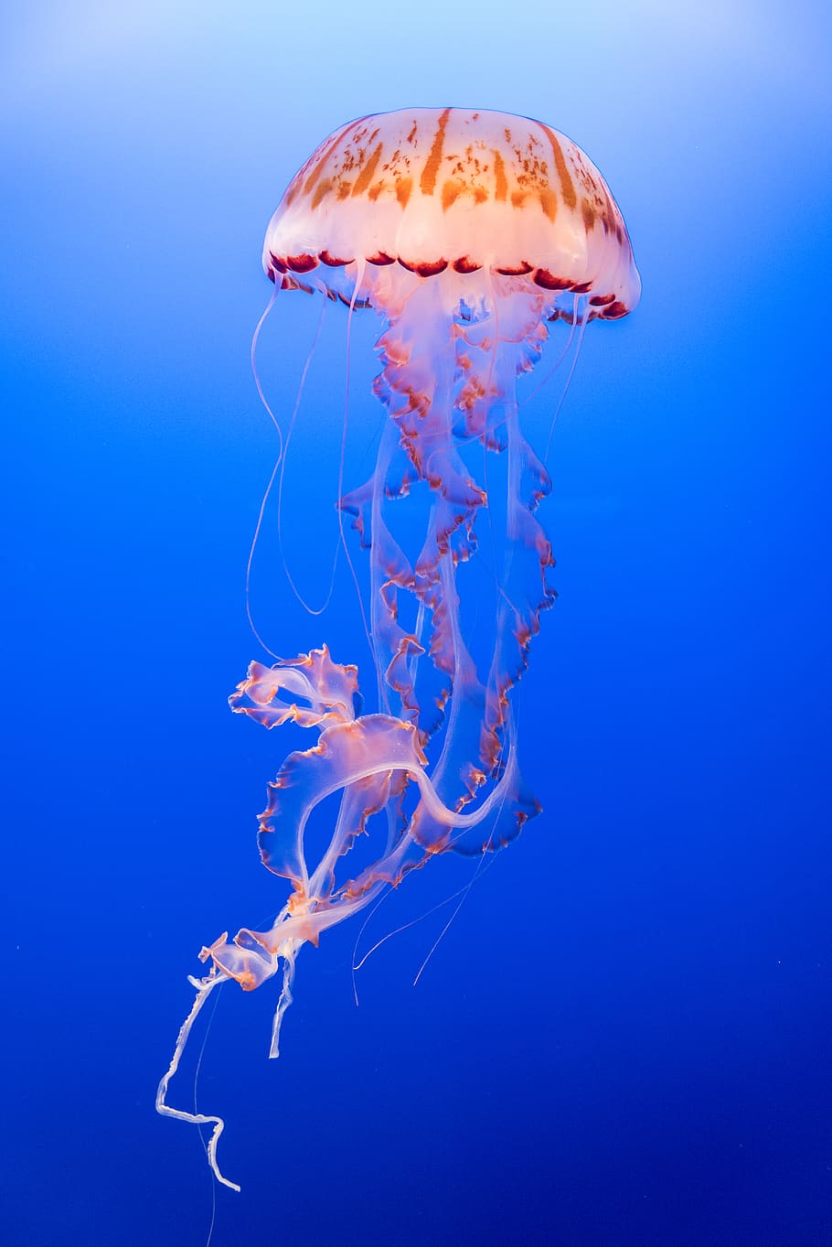 pink and orange jellyfish, sea, underwater, animal themes, animals in the wild HD wallpaper