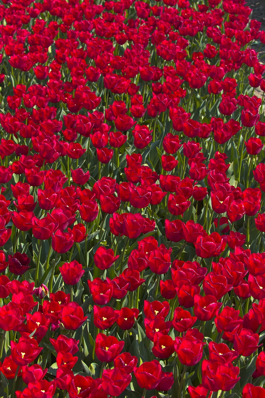 bulb fields, tulips, netherlands, holland, spring, flowers HD wallpaper