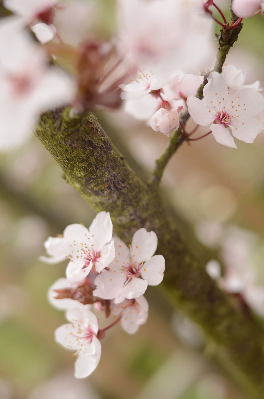 cherry, cherries, tree, pink, white, dreamy, flowers, nice HD wallpaper