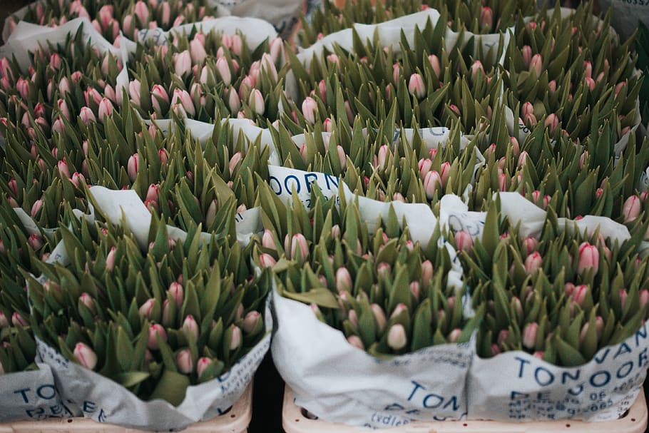 flower, plants, leaf, bunch, farm, garden, commercial, blur HD wallpaper