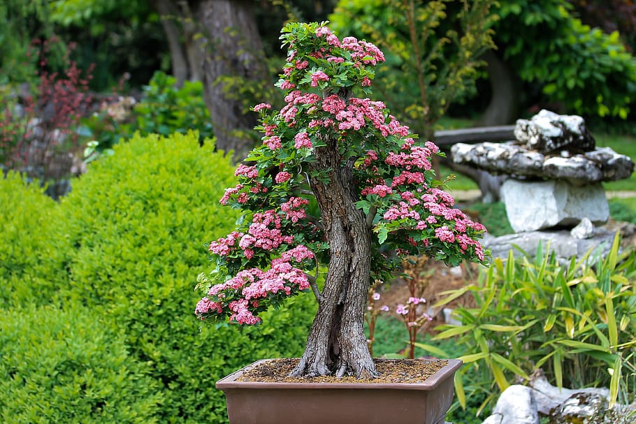 bonsai, díszgalagonya, vírágzó bonsai, pink flowers, wood, HD wallpaper