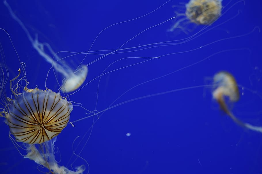 jelly fish wallpaper, jellyfish, animal, invertebrate, sea life HD wallpaper