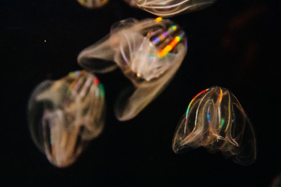 jellyfish wallpaper, black background, multi colored, animal themes HD wallpaper