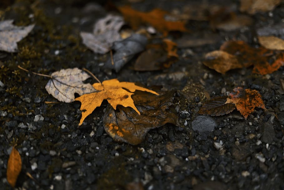 fall, autumn, leaf, leaves, colorful, orange, rain, wet, nature HD wallpaper