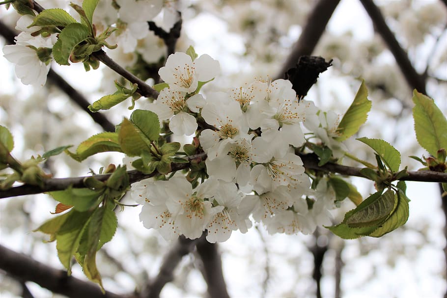 trees, lake, forest, flower, hd, cherry blossom, white flower HD wallpaper