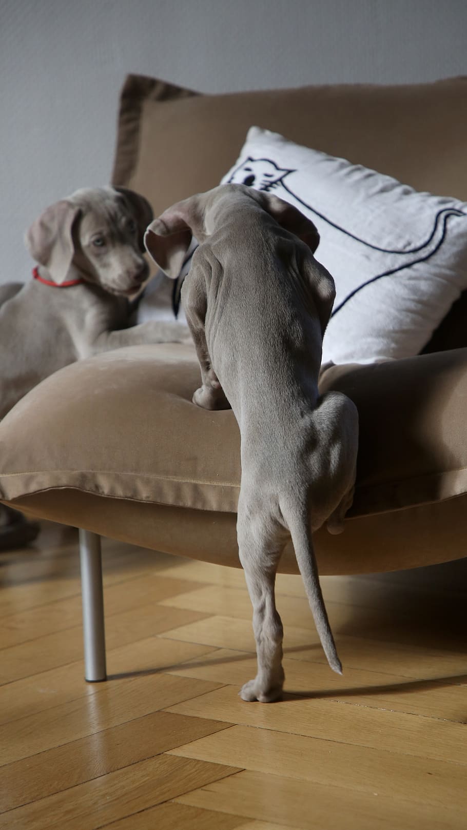 two grey puppies on sofa, mammal, pets, domestic, animal themes HD wallpaper