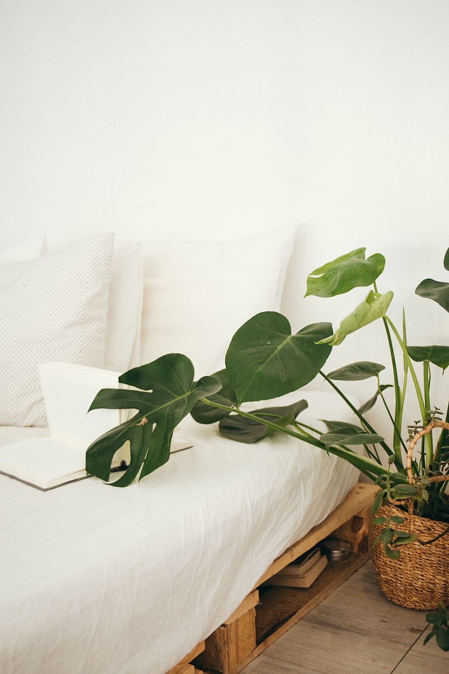 Green Leaf Plant in Brown Pot Inside Room, bed, book, bright HD wallpaper