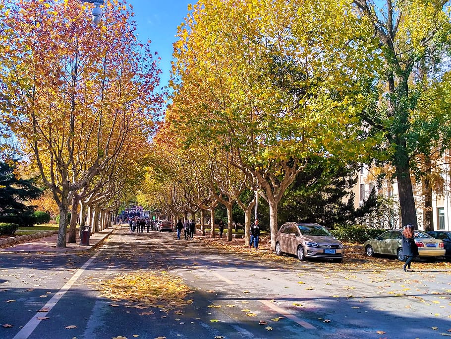 autumn, trees, plant, motor vehicle, transportation, car, mode of transportation HD wallpaper