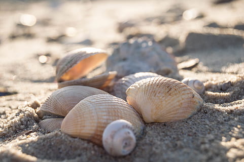 shells, beach, coast, sand, chill, vibes, soft light, arty HD wallpaper