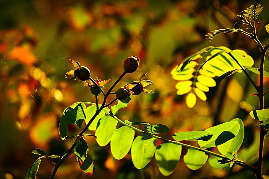 berry, fruit, leaf, foliage, back light, golden, glow, plant HD wallpaper