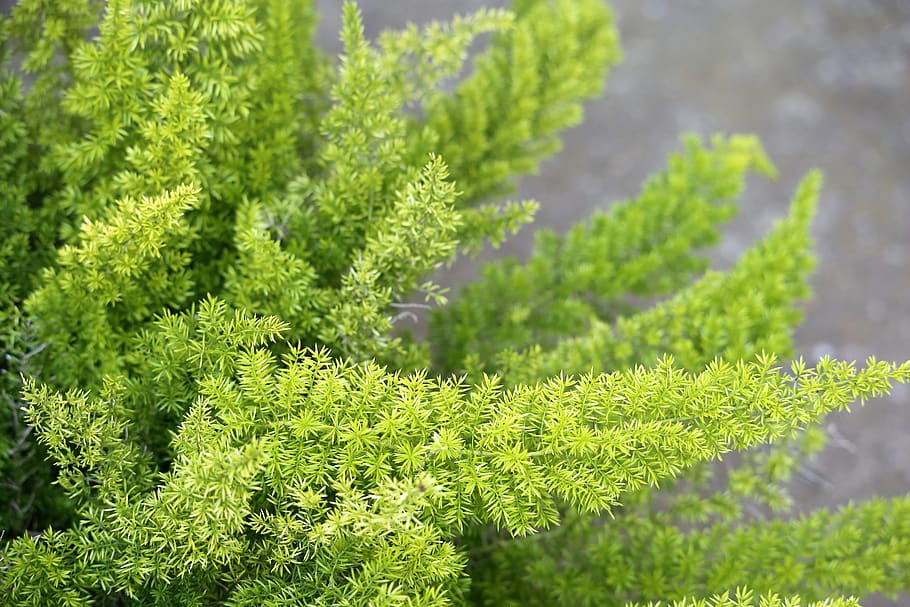 foxtail fern, asparagus desinflorus, plant, green, garden, nature, HD wallpaper