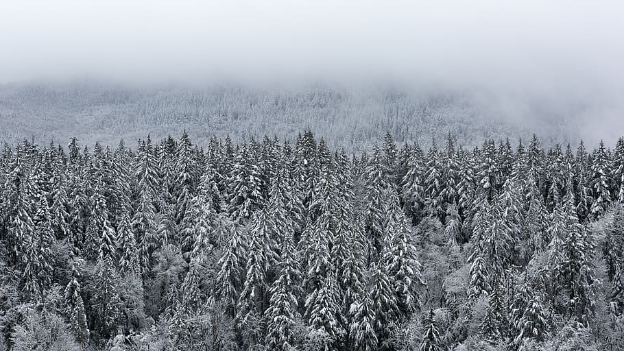 snow covered trees during winter, issaquah, nature, united states, HD wallpaper