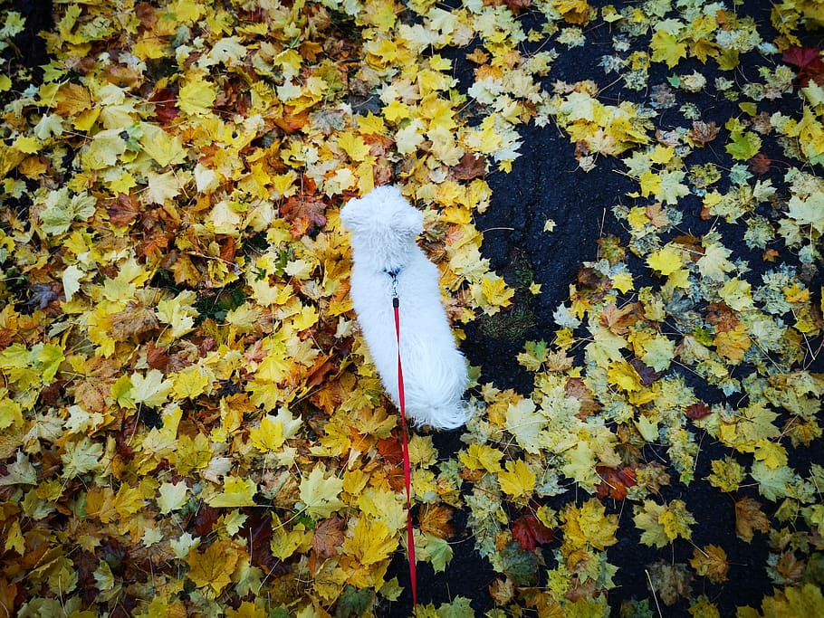 leaf, plant, tree, blossom, flower, petal, canada, ottawa, dog HD wallpaper