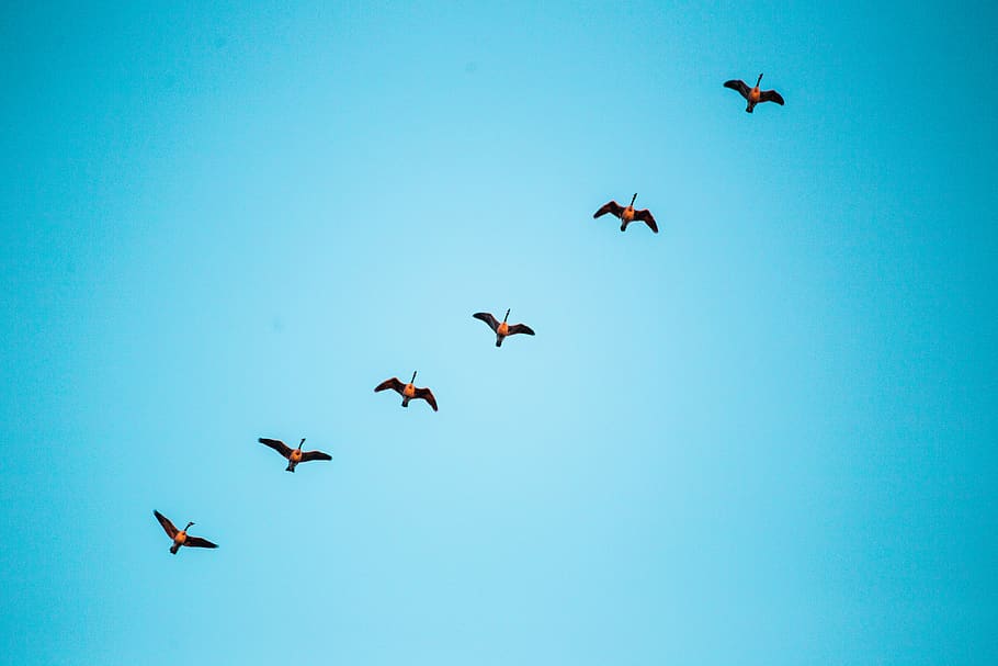 gray bird mid air, flying, animal themes, animal wildlife, group of animals HD wallpaper