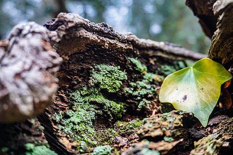 green-leafed plant on brown tree trunk, matley wood, united kingdom HD wallpaper