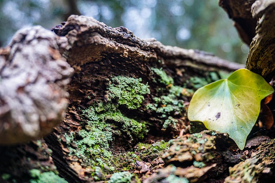 green-leafed plant on brown tree trunk, matley wood, united kingdom HD wallpaper