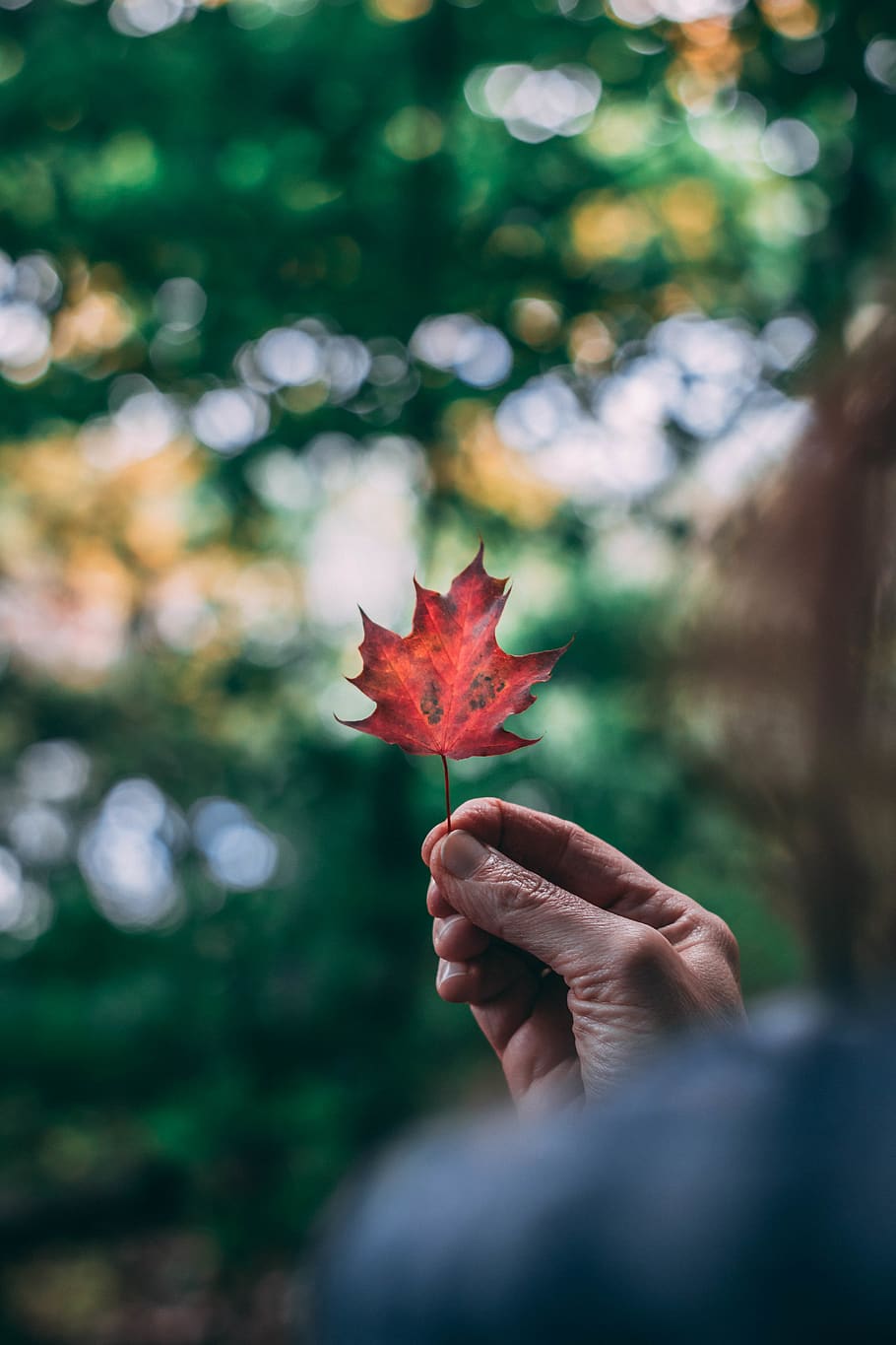 red maple leaf, flora, flower, gladiolus, plant, blossom, germany HD wallpaper