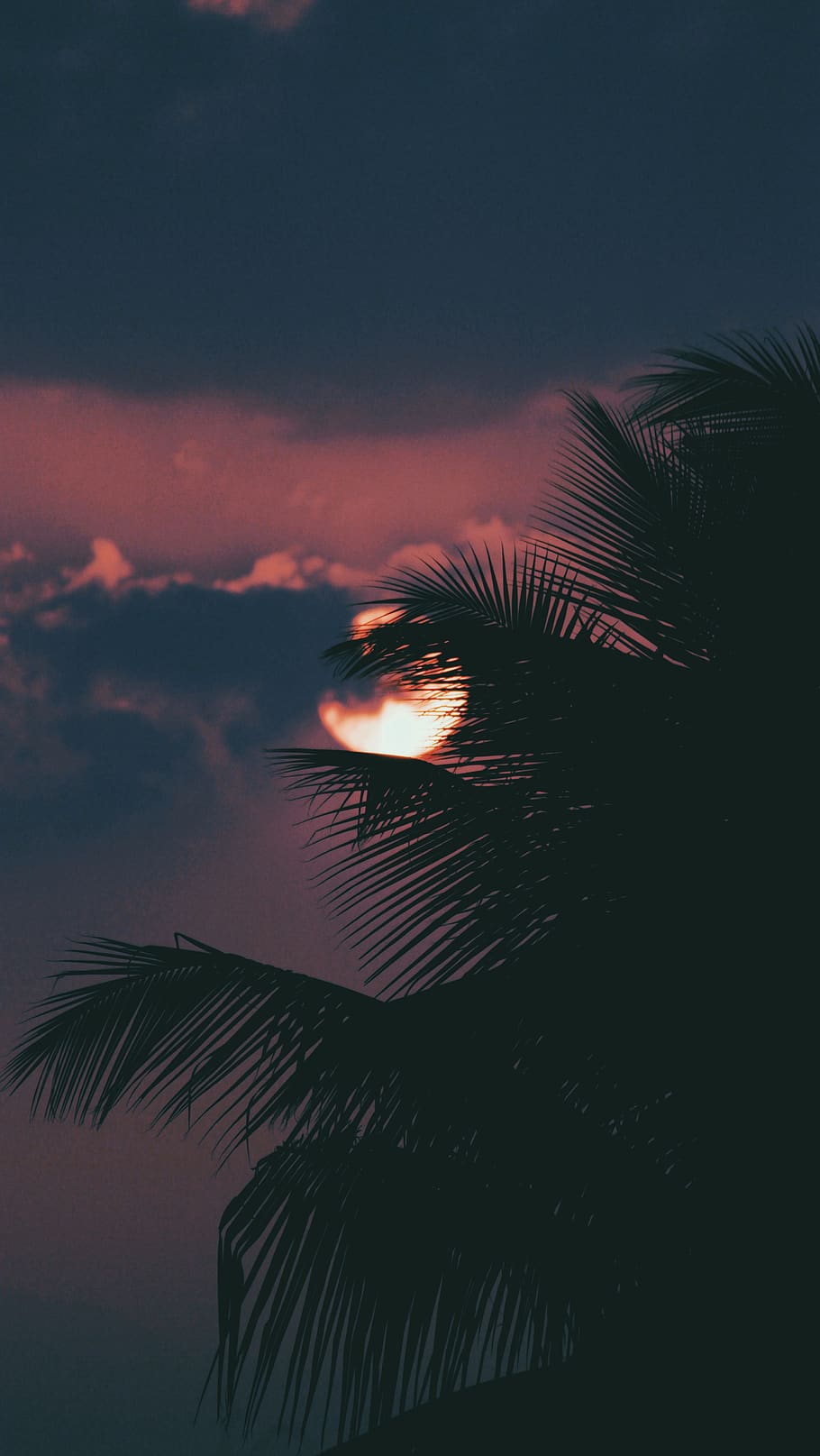 palm tree under full moon, nature, outdoors, flare, light, dusk HD wallpaper