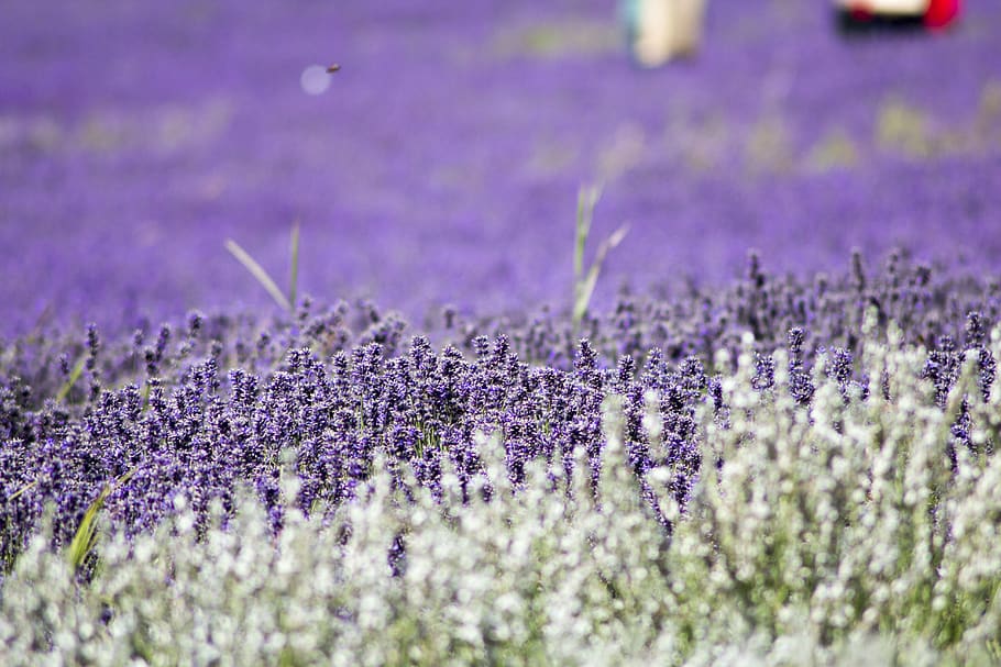 united kingdom, ickleford, hitchin lavender, purple, field, HD wallpaper