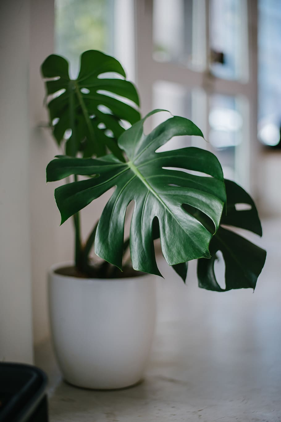Green Leafed Potted Plant, blurred background, botanical, bright HD wallpaper