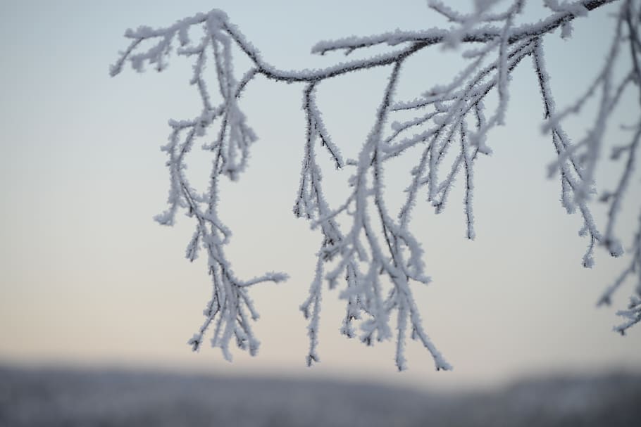 winter, snow, landscape, trees, wilderness, white, frozen, frost HD wallpaper