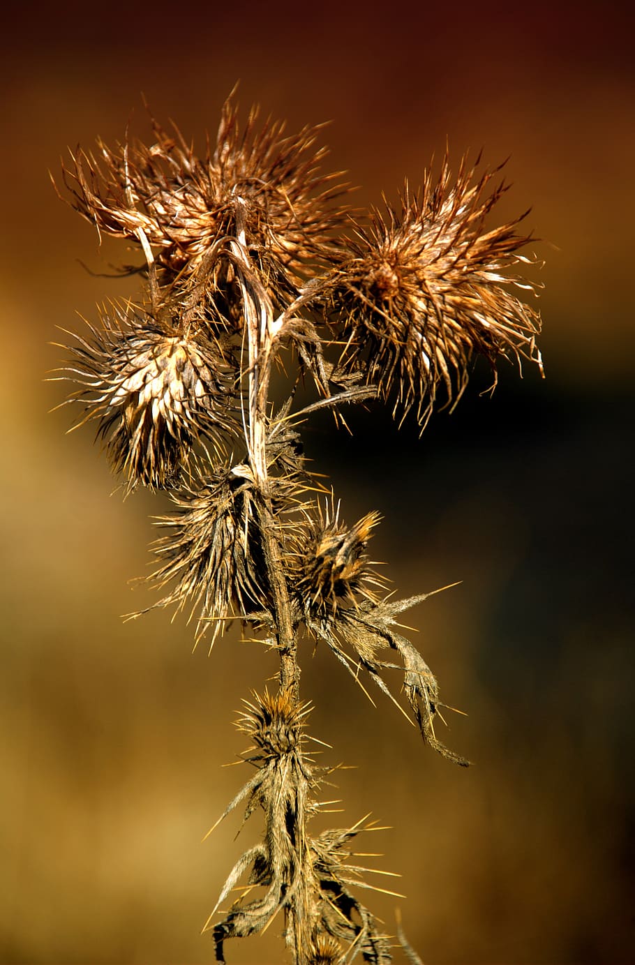macro, flower, flora, nature, plant, close-up, no people, focus on foreground HD wallpaper
