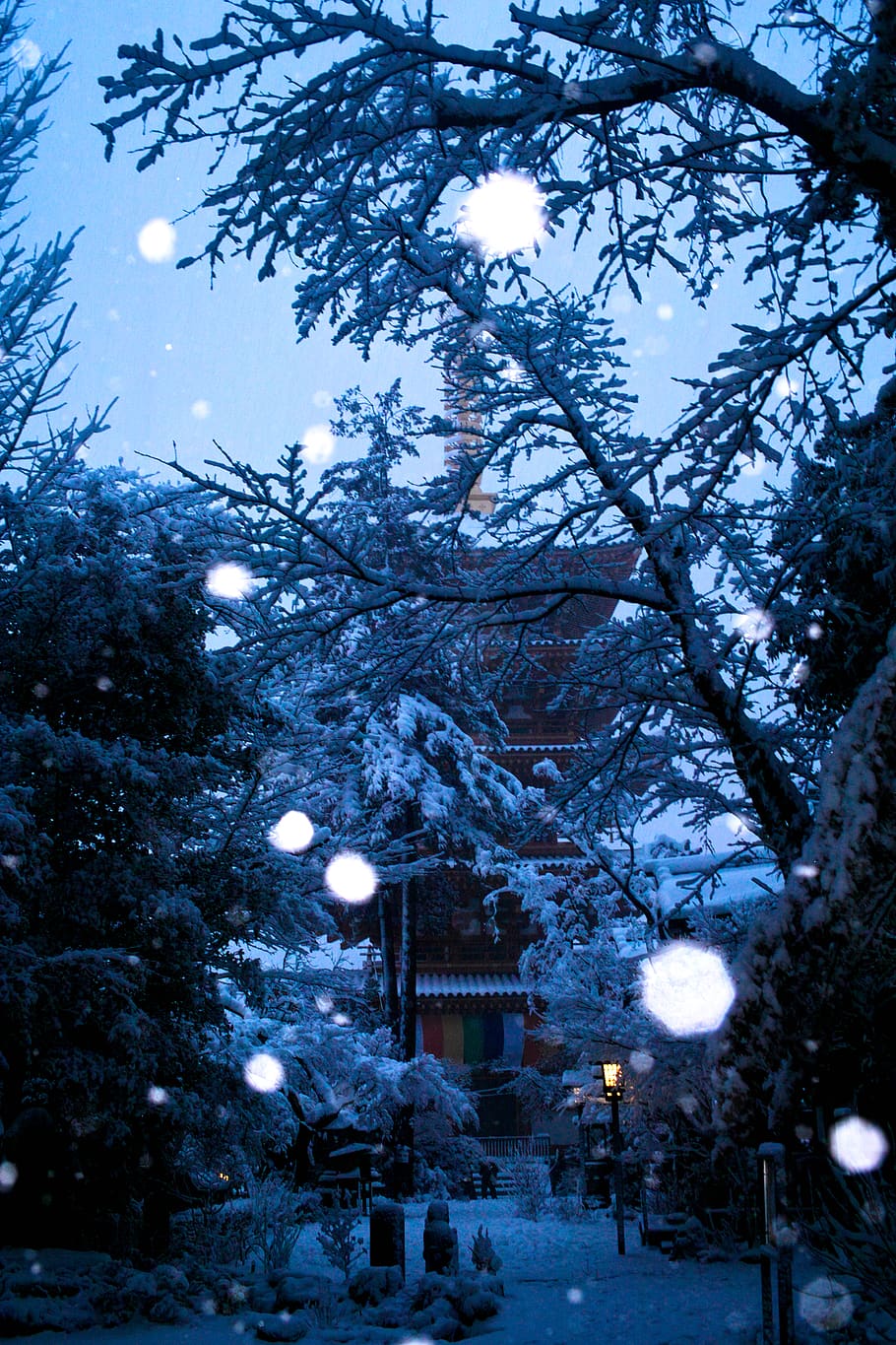 winter, light, snow, japan, temple, tree, plant, cold temperature HD wallpaper