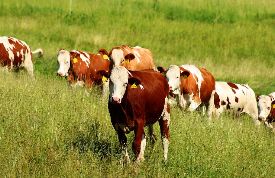 cows, herd, feast, meadow, animals, pastures, agriculture, livestock HD wallpaper